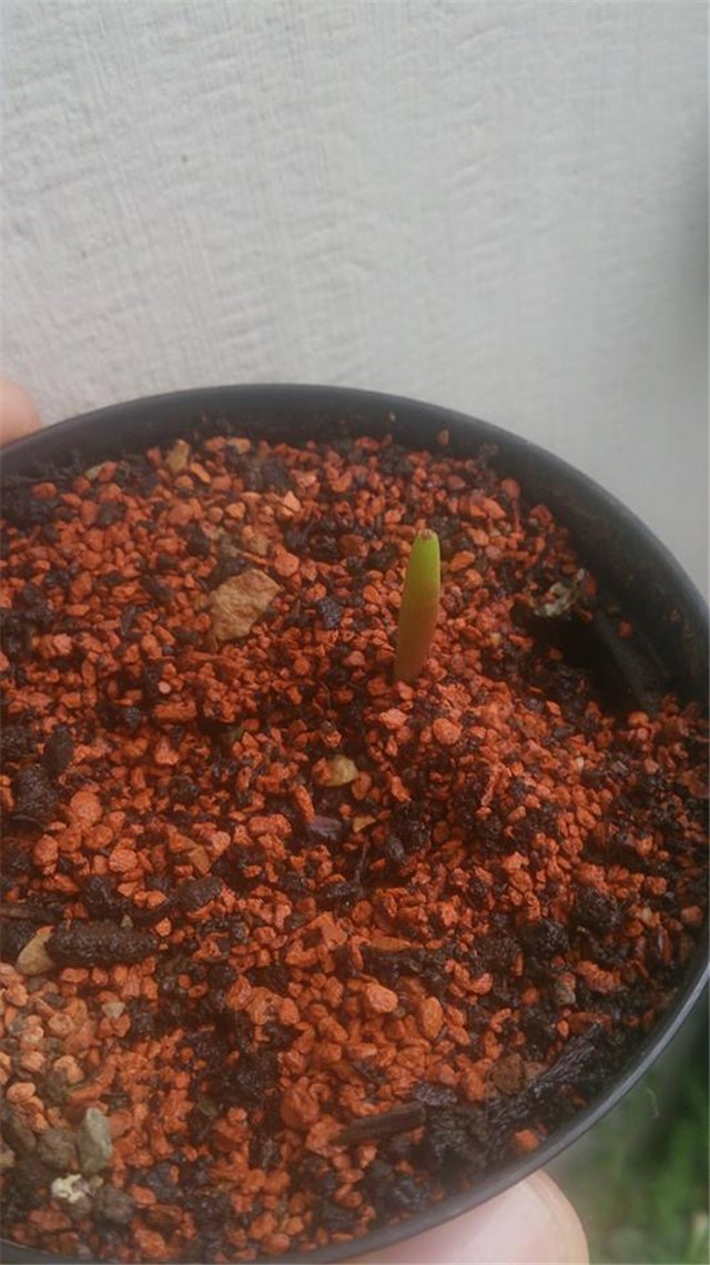 Adenium obesum bez listova